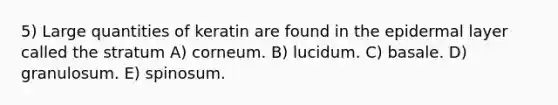 5) Large quantities of keratin are found in the epidermal layer called the stratum A) corneum. B) lucidum. C) basale. D) granulosum. E) spinosum.