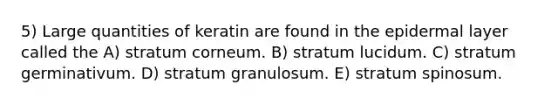 5) Large quantities of keratin are found in the epidermal layer called the A) stratum corneum. B) stratum lucidum. C) stratum germinativum. D) stratum granulosum. E) stratum spinosum.