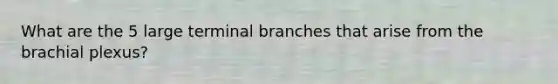 What are the 5 large terminal branches that arise from the brachial plexus?