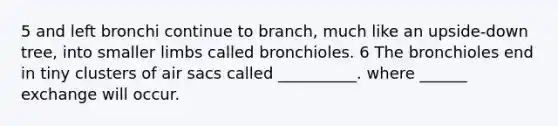 5 and left bronchi continue to branch, much like an upside-down tree, into smaller limbs called bronchioles. 6 The bronchioles end in tiny clusters of air sacs called __________. where ______ exchange will occur.