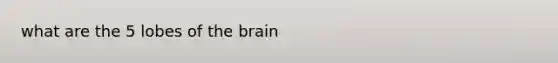 what are the 5 lobes of the brain