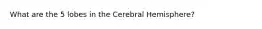 What are the 5 lobes in the Cerebral Hemisphere?