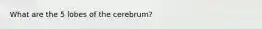 What are the 5 lobes of the cerebrum?