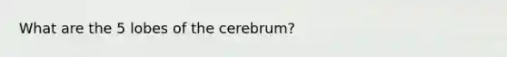 What are the 5 lobes of the cerebrum?