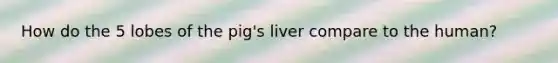 How do the 5 lobes of the pig's liver compare to the human?