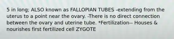 5 in long; ALSO known as FALLOPIAN TUBES -extending from the uterus to a point near the ovary. -There is no direct connection between the ovary and uterine tube. *Fertilization-- Houses & nourishes first fertilized cell ZYGOTE