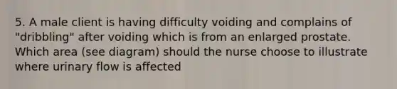 5. A male client is having difficulty voiding and complains of "dribbling" after voiding which is from an enlarged prostate. Which area (see diagram) should the nurse choose to illustrate where urinary flow is affected