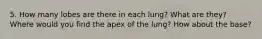 5. How many lobes are there in each lung? What are they? Where would you find the apex of the lung? How about the base?