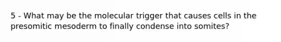 5 - What may be the molecular trigger that causes cells in the presomitic mesoderm to finally condense into somites?