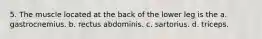 5. The muscle located at the back of the lower leg is the a. gastrocnemius. b. rectus abdominis. c. sartorius. d. triceps.