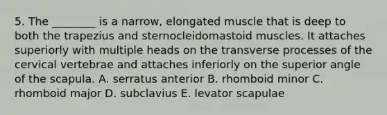 5. The ________ is a narrow, elongated muscle that is deep to both the trapezius and sternocleidomastoid muscles. It attaches superiorly with multiple heads on the transverse processes of the cervical vertebrae and attaches inferiorly on the superior angle of the scapula. A. serratus anterior B. rhomboid minor C. rhomboid major D. subclavius E. levator scapulae