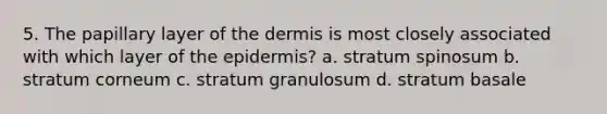 5. The papillary layer of the dermis is most closely associated with which layer of the epidermis? a. stratum spinosum b. stratum corneum c. stratum granulosum d. stratum basale