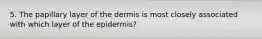 5. The papillary layer of the dermis is most closely associated with which layer of the epidermis?