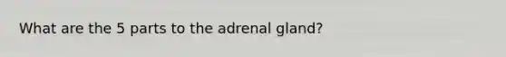 What are the 5 parts to the adrenal gland?