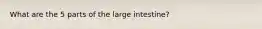 What are the 5 parts of the large intestine?
