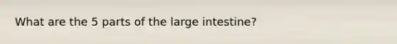 What are the 5 parts of the large intestine?