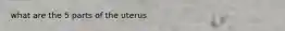 what are the 5 parts of the uterus