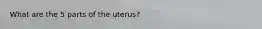 What are the 5 parts of the uterus?