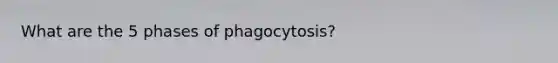 What are the 5 phases of phagocytosis?