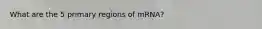 What are the 5 primary regions of mRNA?