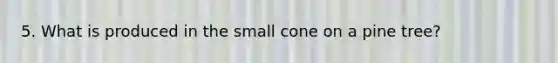 5. What is produced in the small cone on a pine tree?