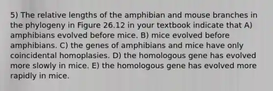 5) The relative lengths of the amphibian and mouse branches in the phylogeny in Figure 26.12 in your textbook indicate that A) amphibians evolved before mice. B) mice evolved before amphibians. C) the genes of amphibians and mice have only coincidental homoplasies. D) the homologous gene has evolved more slowly in mice. E) the homologous gene has evolved more rapidly in mice.