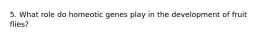 5. What role do homeotic genes play in the development of fruit flies?