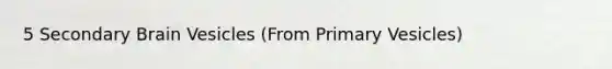5 Secondary Brain Vesicles (From Primary Vesicles)