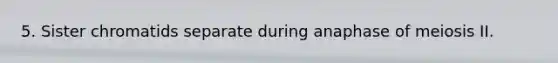 5. Sister chromatids separate during anaphase of meiosis II.