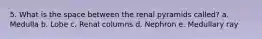 5. What is the space between the renal pyramids called? a. Medulla b. Lobe c. Renal columns d. Nephron e. Medullary ray