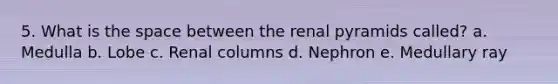 5. What is <a href='https://www.questionai.com/knowledge/k0Lyloclid-the-space' class='anchor-knowledge'>the space</a> between the renal pyramids called? a. Medulla b. Lobe c. Renal columns d. Nephron e. Medullary ray