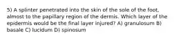 5) A splinter penetrated into the skin of the sole of the foot, almost to the papillary region of the dermis. Which layer of the epidermis would be the final layer injured? A) granulosum B) basale C) lucidum D) spinosum