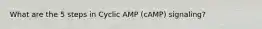 What are the 5 steps in Cyclic AMP (cAMP) signaling?