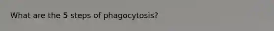 What are the 5 steps of phagocytosis?