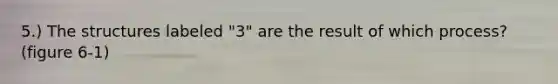 5.) The structures labeled "3" are the result of which process? (figure 6-1)