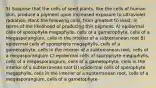 5) Suppose that the cells of seed plants, like the cells of human skin, produce a pigment upon increased exposure to ultraviolet radiation. Rank the following cells, from greatest to least, in terms of the likelihood of producing this pigment. A) epidermal cells of sporophyte megaphylls, cells of a gametophyte, cells of a megasporangium, cells in the interior of a subterranean root B) epidermal cells of sporophyte megaphylls, cells of a gametophyte, cells in the interior of a subterranean root, cells of a megasporangium C) epidermal cells of sporophyte megaphylls, cells of a megasporangium, cells of a gametophyte, cells in the interior of a subterranean root D) epidermal cells of sporophyte megaphylls, cells in the interior of a subterranean root, cells of a megasporangium, cells of a gametophyte