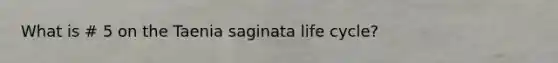 What is # 5 on the Taenia saginata life cycle?