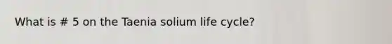 What is # 5 on the Taenia solium life cycle?