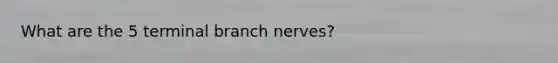 What are the 5 terminal branch nerves?