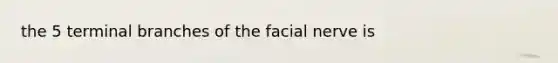 the 5 terminal branches of the facial nerve is