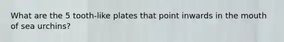 What are the 5 tooth-like plates that point inwards in the mouth of sea urchins?