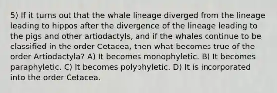 5) If it turns out that the whale lineage diverged from the lineage leading to hippos after the divergence of the lineage leading to the pigs and other artiodactyls, and if the whales continue to be classified in the order Cetacea, then what becomes true of the order Artiodactyla? A) It becomes monophyletic. B) It becomes paraphyletic. C) It becomes polyphyletic. D) It is incorporated into the order Cetacea.