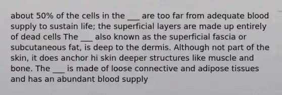 about 50% of the cells in the ___ are too far from adequate blood supply to sustain life; the superficial layers are made up entirely of dead cells The ___ also known as the superficial fascia or subcutaneous fat, is deep to the dermis. Although not part of the skin, it does anchor hi skin deeper structures like muscle and bone. The ___ is made of loose connective and adipose tissues and has an abundant blood supply