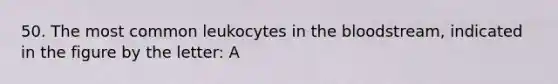 50. The most common leukocytes in the bloodstream, indicated in the figure by the letter: A