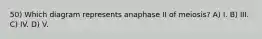 50) Which diagram represents anaphase II of meiosis? A) I. B) III. C) IV. D) V.