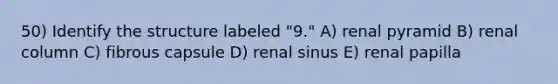 50) Identify the structure labeled "9." A) renal pyramid B) renal column C) fibrous capsule D) renal sinus E) renal papilla