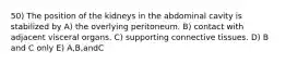 50) The position of the kidneys in the abdominal cavity is stabilized by A) the overlying peritoneum. B) contact with adjacent visceral organs. C) supporting connective tissues. D) B and C only E) A,B,andC