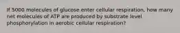 If 5000 molecules of glucose enter cellular respiration, how many net molecules of ATP are produced by substrate level phosphorylation in aerobic cellular respiration?