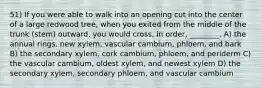 51) If you were able to walk into an opening cut into the center of a large redwood tree, when you exited from the middle of the trunk (stem) outward, you would cross, in order, ________. A) the annual rings, new xylem, vascular cambium, phloem, and bark B) the secondary xylem, cork cambium, phloem, and periderm C) the vascular cambium, oldest xylem, and newest xylem D) the secondary xylem, secondary phloem, and vascular cambium