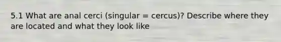 5.1 What are anal cerci (singular = cercus)? Describe where they are located and what they look like